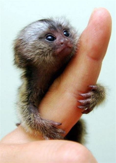 格外迷你 加倍可愛 神奇的小小拇指猴 | 萌、拇指猴、手指猴、finger monkey、thumb monkey | 生活發現 | 妞新聞 ...