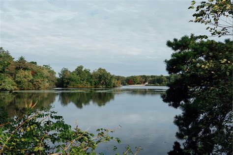 Image result for Python vs Cow