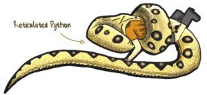 Image result for Reticulated Python Eating
