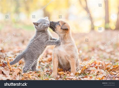Cat Dog Kiss