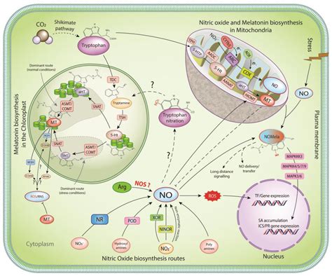 Melatonin–Nitric Oxide Crosstalk in Plants and the Prospects of NOMela ...