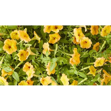 Miracle-Gro Multicolor Brilliant Blooms Second Summer Petunia in 25-oz ...