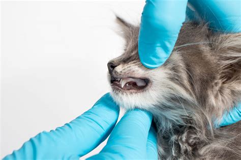 The Role of Dental Care in Your Pet's Health | Ark Animal Hospital ...