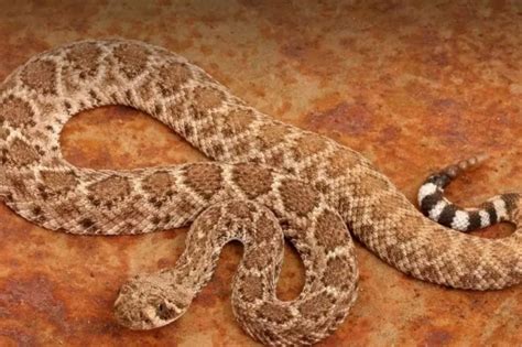 13 Of The Most Bizarre World Records Ever Made