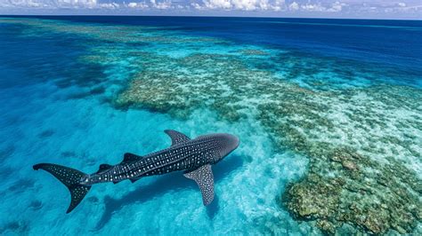 Whale Shark Wallpaper | Whale shark, Shark, Whale