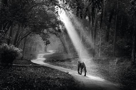 Capturing 'Wild India' ⁠— A collection of photos across national parks