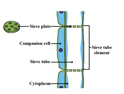 tissues and its types in biology: Definition, Types and Importance | AESL