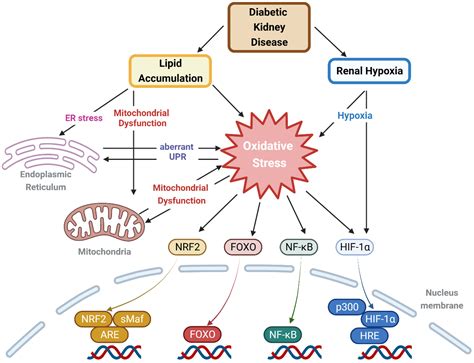 Oxidative Stress Induced by Lipotoxicity and Renal Hypoxia in Diabetic ...