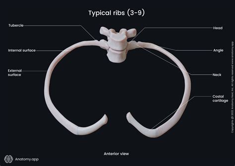 Ribs | Anatomy.app