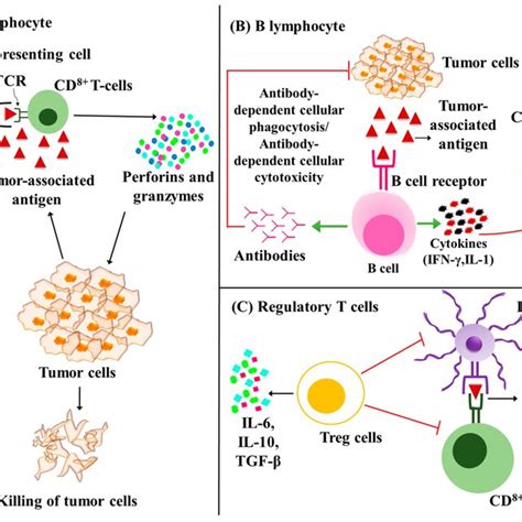 Image result for Lymphocytes Cancer