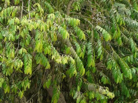 Putranjiva Tree: Unlocking the Mystical Secrets of Nature’s Fertility ...