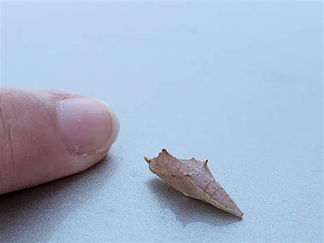 What is this pupa? : r/whatsthisbug