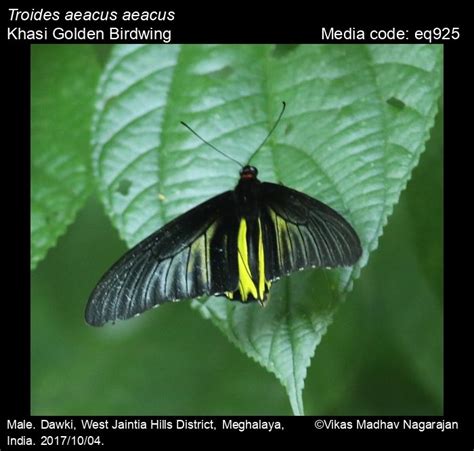 Troides aeacus | Butterfly