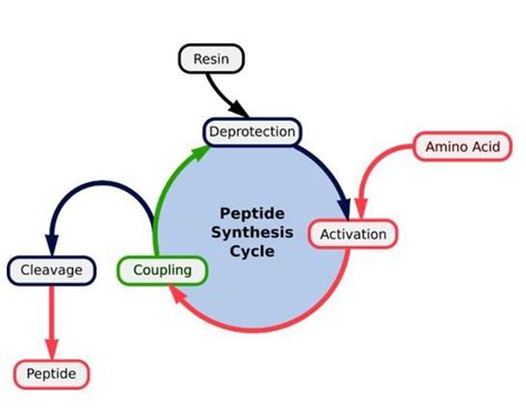 Image result for Peptide Synthesis Lab Experiment