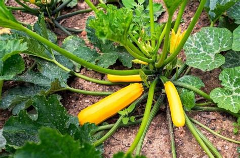 Squash 的图像结果