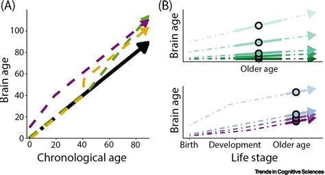 Timing of lifespan influences on brain and cognition: Trends in Cognitive Sciences