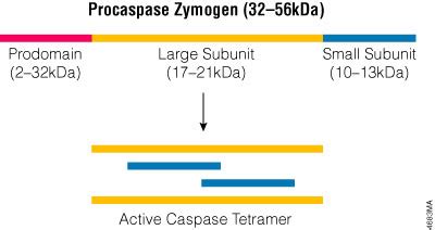 Apoptosis