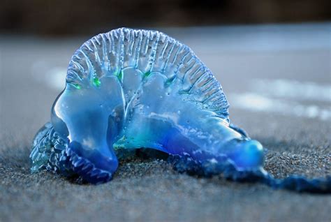 Australian Blue Bottle Jellyfish
