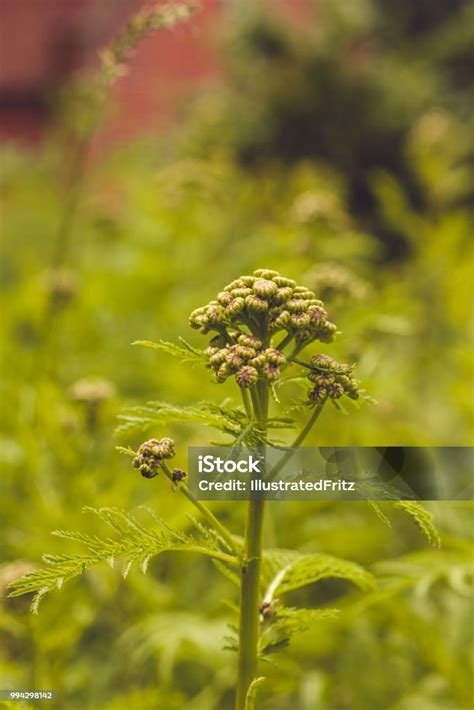 Natural Herbal Medicine 的图像结果