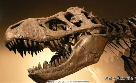 崇州天演博物馆（海洋恐龙🦕部分）-崇州旅游攻略-游记-去哪儿攻略