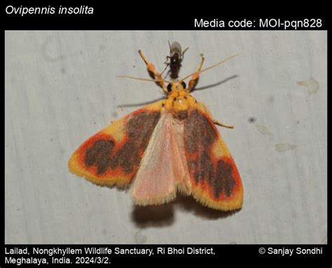 Ovipennis insolita | Moths
