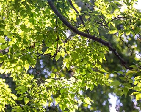 Image result for Hackberry Tree Uses