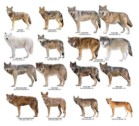 Different Types of Wolves 的图像结果