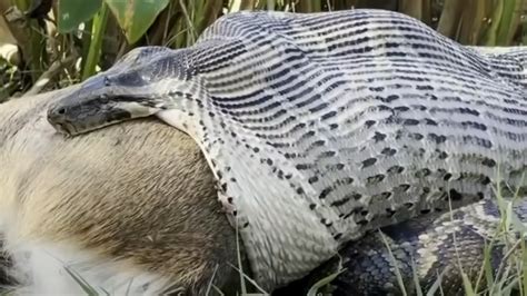 Image result for Python Attacks Deer