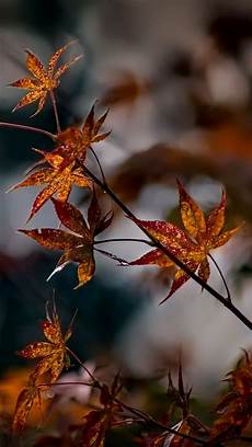 Aesthetic Fall Backgrounds Iphone by 17 Best Images About Fall Phone Wallpaper On Aesthetic Fall Backgrounds Iphone
