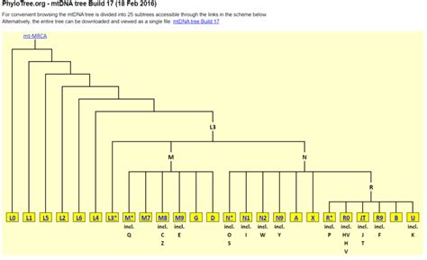 Image result for Example of mtDNA