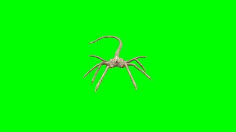 Alien Gmod Facehugger 的图像结果