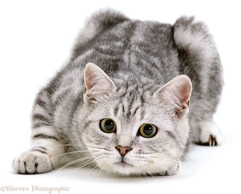 Silver tabby cat photo WP03534