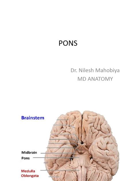 Image result for Pons Function