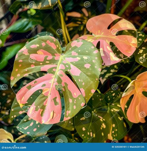 A Rare Variegated Plant. Tropical Leaves. Pink Monstera Royalty-Free Stock Photography ...