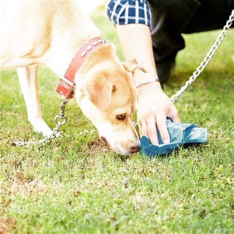 Image result for Dog Eating Pudding Poop