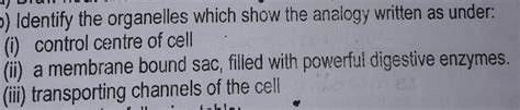 plz help... ur options are mitochondria,golgi and ribosomes - Brainly.in