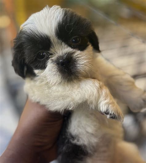 For Sale: Shih Tzu Poodle Mix Pups - Linstead