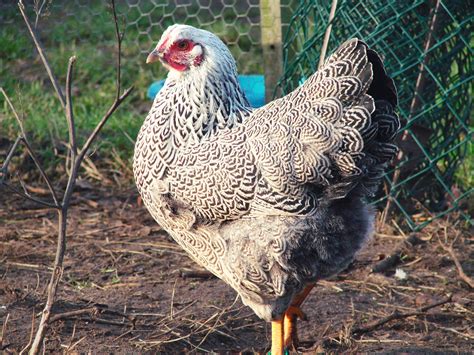 Silver Penciled Wyandotte: Breed Profile | Chicken Fans