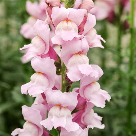 Snapdragon Plant