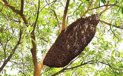 怎样知道附近有野生蜜蜂窝，从哪几个方面观察 - 农敢网
