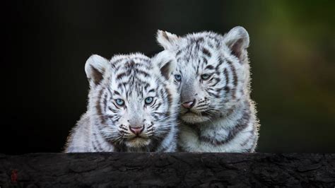 🔥 [80+] White Tiger Cubs Wallpapers | WallpaperSafari