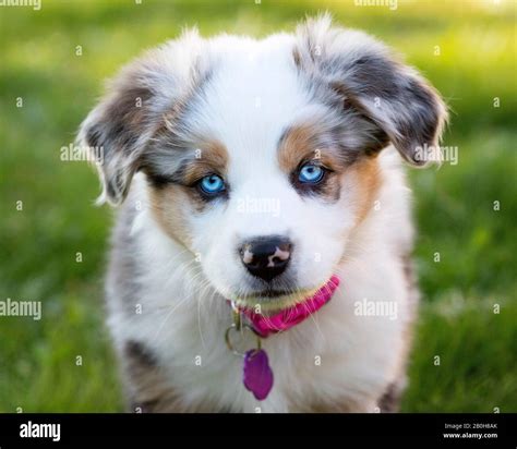 Australian Shepherd Dog Puppies