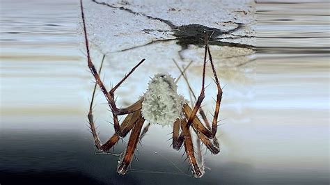 Disturbing 'zombie' spiders are 'breeding like rabbits' in American homes | The US Sun