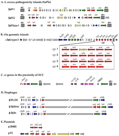 Molecular Characteristics and Pathogenicity of Staphylococcus aureus ...