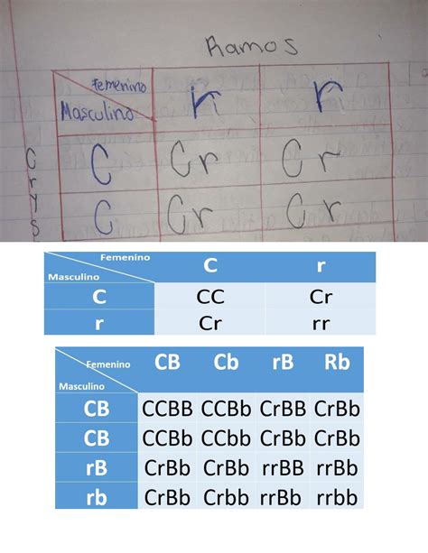 Calaméo - Patrón De Herencia Genética Mutación