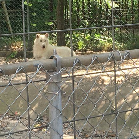 Arkansas Alligator Farm & Petting Zoo (Hot Springs) - 2018 What to Know ...