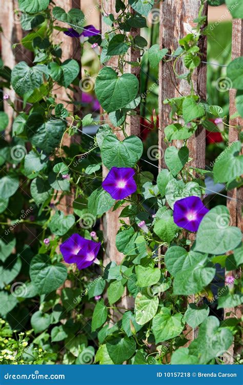 Morning Glories stock photo. Image of summer, hybrid - 10157218