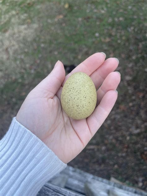 this is the prettiest egg I’ve ever gotten from my girls : r ...