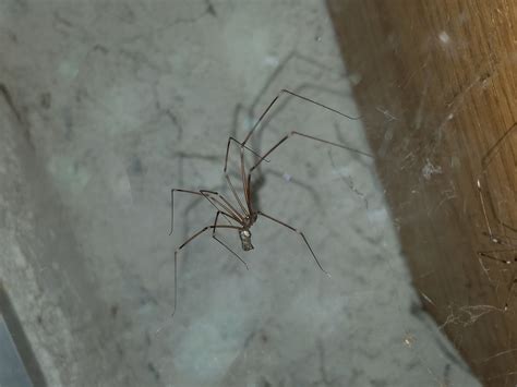 Long body cellar spider is it poisonous - statcleveland