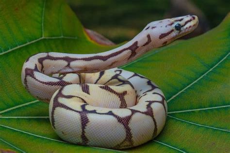 Image result for Green Ball Python